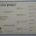 Betty SmithFarms German Shepherds Female Breeder Certification