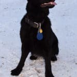 full breed German shepherd female puppy