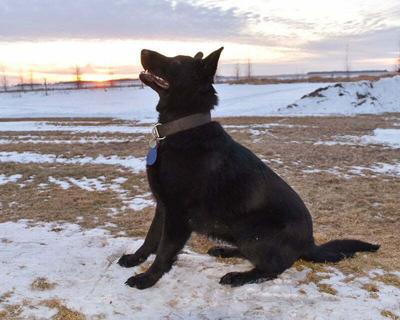 AKC registered German Shepherd Breeders