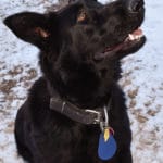full breed German shepherd female puppy