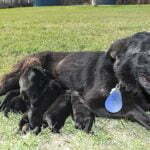 Haly SmithFarms German Shepherds Female Breeder