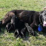 Haly SmithFarms German Shepherds Female Breeder
