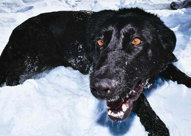 Haly SmithFarms German Shepherds Female Breeder