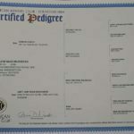 Haly SmithFarms German Shepherds Female Breeder Registration