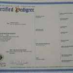 Haly SmithFarms German Shepherds Female Breeder Registration