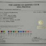 Haly SmithFarms German Shepherds Female Breeder Registration