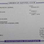 Haly SmithFarms German Shepherds Female Breeder Registration