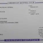 Haly SmithFarms German Shepherds Female Breeder Registration