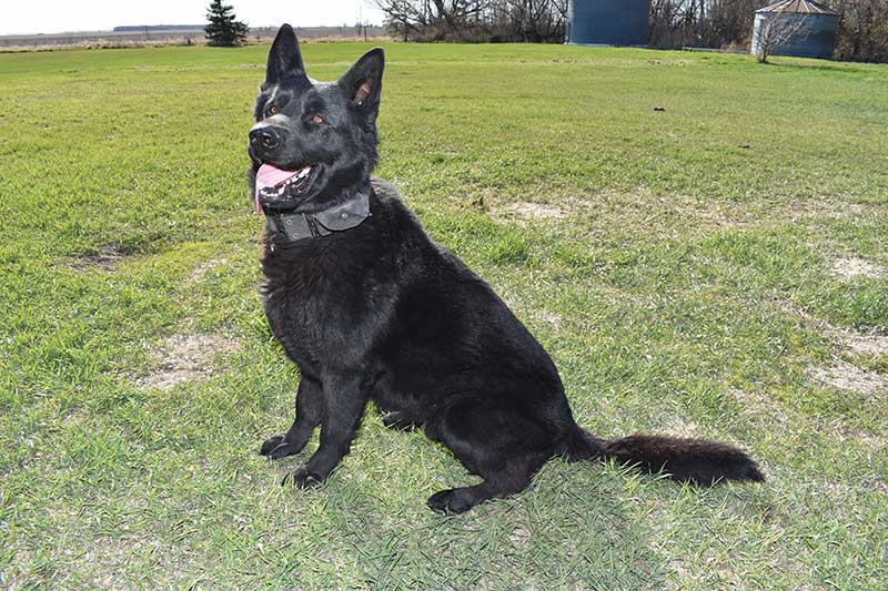 huge german shepherd puppies for sale