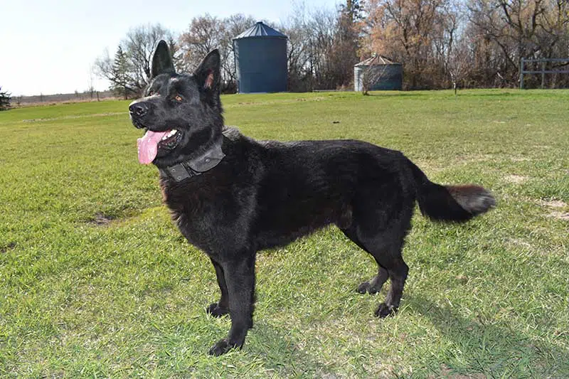 Jack SmithFarms German Shepherds Male Breeder