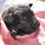 Jack and Haly Female Puppy - German Shepherd Female Puppy For Sale