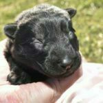 Jack and Haly Female Puppy - German Shepherd Female Puppy For Sale