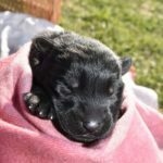 Jack and Haly Female Puppy - German Shepherd Female Puppy For Sale