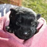 Jack and Haly Female Puppy - German Shepherd Female Puppy For Sale