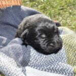 Jack and Haly Male Puppy 1-2