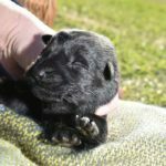 Jack and Haly Male Puppy - German Shepherd Male Puppy For Sale