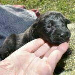 Jack and Haly Male Puppy - German Shepherd Male Puppy For Sale