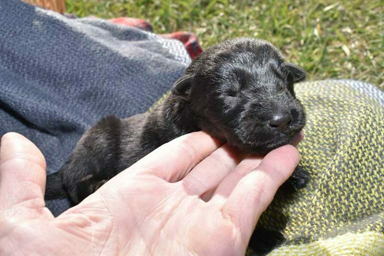 Jack and Haly Male Puppy - German Shepherd Male Puppy For Sale