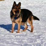 Janny SmithFarms German Shepherds Female Breeder