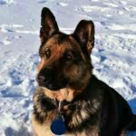 Janny SmithFarms German Shepherds Female Breeder