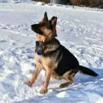 Janny SmithFarms German Shepherds Female Breeder