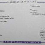 Janny SmithFarms German Shepherds Female Breeder Certification