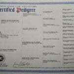 Janny SmithFarms German Shepherds Female Breeder Certification