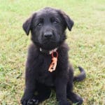 Black German Shepherd Female Puppies for sale - Jack and Betty Female Puppy Smithfarms German Shepherds