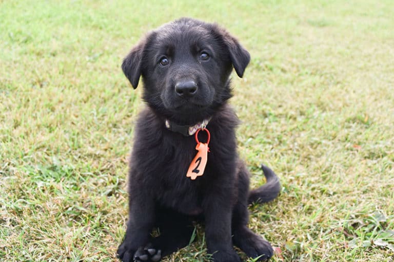 Black German Shepherd Female Puppies for sale - Jack and Betty Female Puppy Smithfarms German Shepherds