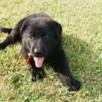 Black German Shepherd Female Puppies for sale - Jack and Betty Female Puppy Smithfarms German Shepherds