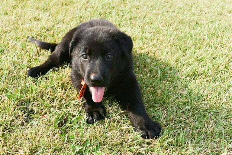 Black German Shepherd Female Puppies for sale - Jack and Betty Female Puppy Smithfarms German Shepherds