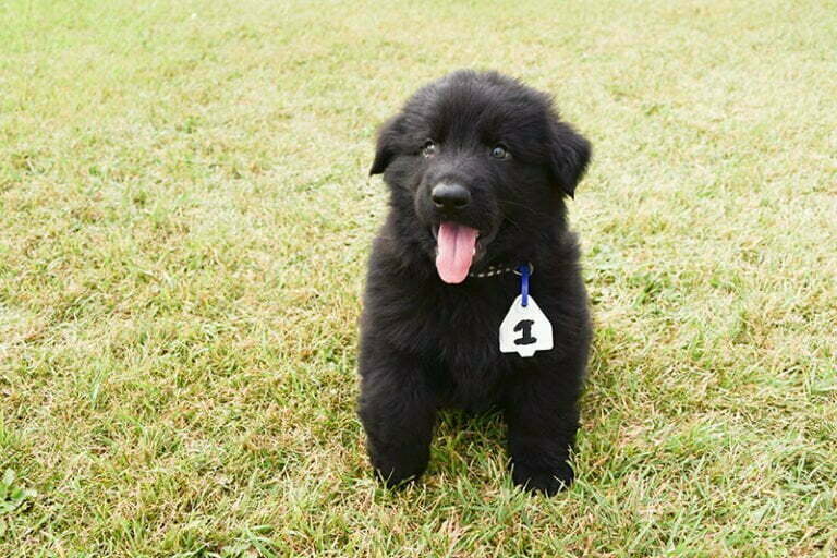 Black German Shepherd Male Puppies for sale - Jack and Betty Male Puppy Smithfarms German Shepherds