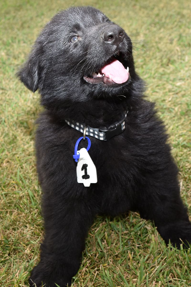 Jack and Betty Black German Shepherd Male Puppies For Sale
