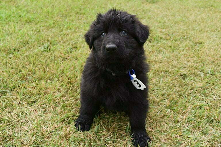 Black German Shepherd Male Puppies for sale - Jack and Betty Male Puppy Smithfarms German Shepherds