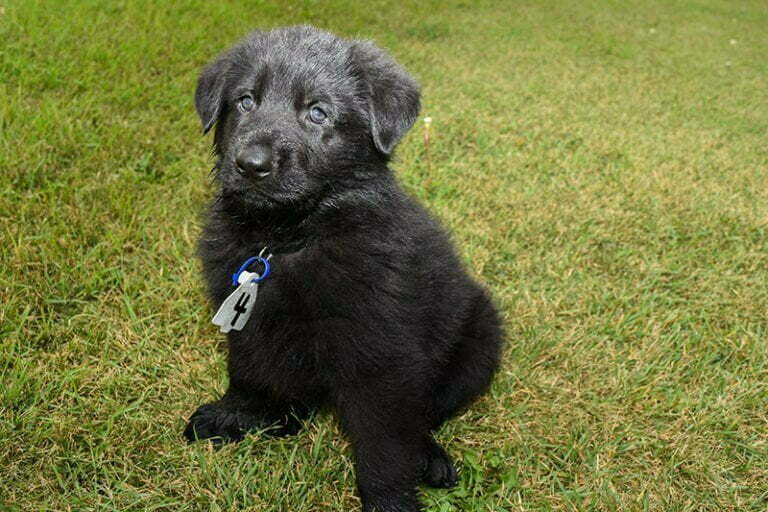 Black German Shepherd Male Puppies for sale - Jack and Betty Male Puppy Smithfarms German Shepherds