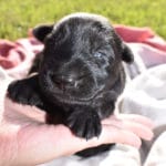 Black German Shepherd Female Puppy For Sale