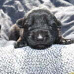 Jack and Betty Male Puppy 4 - German Shepherd Male Puppy For Sale