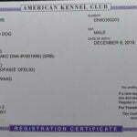 Jupiter German Shepherd Dog Male Breeder American Kennel Club Certification - SmithFarms German Shepherd