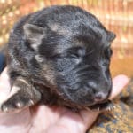 Smithfarms German Shepherd Female Puppies For Sale