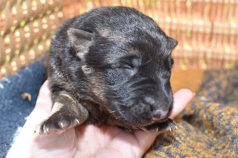 Smithfarms German Shepherd Female Puppies For Sale