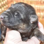 Smithfarms German Shepherd Female Puppies For Sale