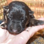 Smithfarms German Shepherd Female Puppies For Sale