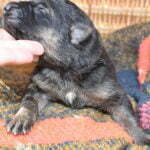 Smithfarms German Shepherd Female Puppies For Sale