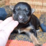 Smithfarms Black and Tan German Shepherd Female Puppies For Sale