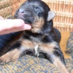 Smithfarms Black and Tan German Shepherd Female Puppies For Sale