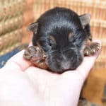 Smithfarms Black and Tan German Shepherd Female Puppies For Sale