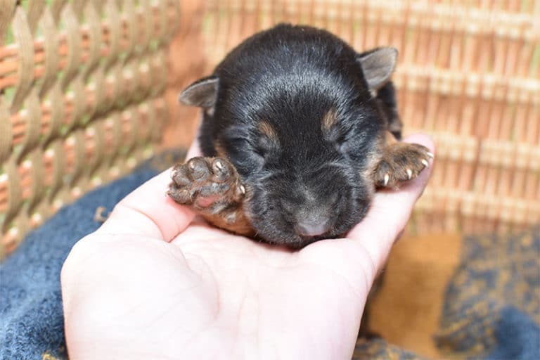 Smithfarms Black and Tan German Shepherd Female Puppies For Sale