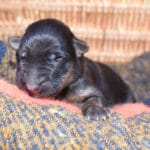 Smithfarms Black and Tan German Shepherd Female Puppies For Sale