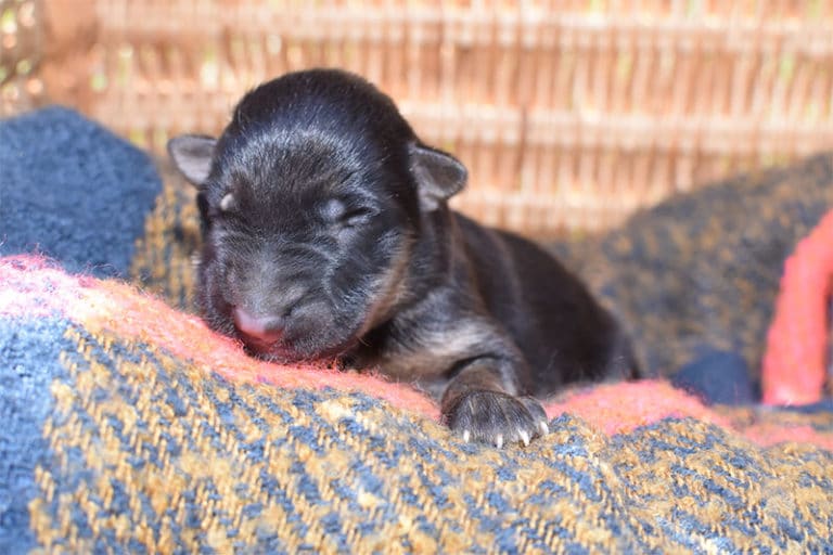 Smithfarms Black and Tan German Shepherd Female Puppies For Sale