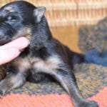 Smithfarms Black and Tan German Shepherd Female Puppies For Sale